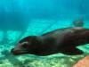 Sea Lion Discovery Swim